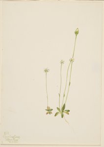 Oxytropis aepicola - Mary Vaux Walcott