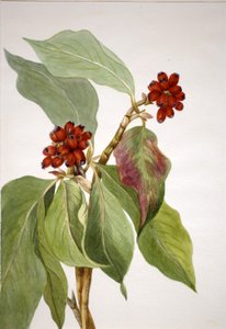 Cornouiller du Pacifique (Cornus nuttallii) - Mary Vaux Walcott