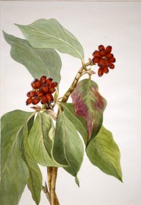 Cornouiller du Pacifique Cornus nuttallii, 1933 - Mary Vaux Walcott