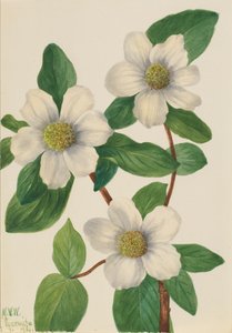 Cornouiller du Pacifique Cornus nuttallii - Mary Vaux Walcott