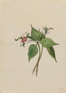 Trille peint (Trillium undulatum) - Mary Vaux Walcott