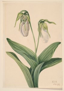 Cypripède pâle (Cypridedium acaule)