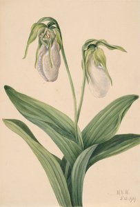 Sabot de la dame pâle Cypripedium acaule, 1919