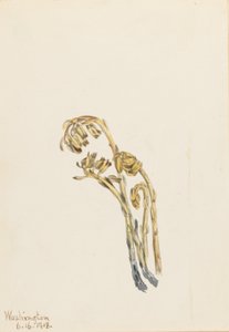 Pin maritime pâle (Hypopitys americana)