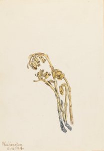 Pale Pinesap Hypopitys americana, 1918 - Mary Vaux Walcott