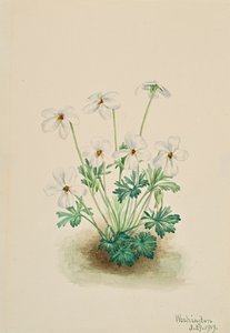 Pensée violette Viola pedata - Mary Vaux Walcott