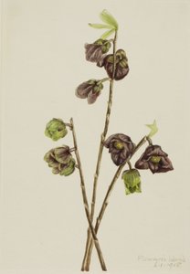 Papaye (Asimina triloba) - Mary Vaux Walcott