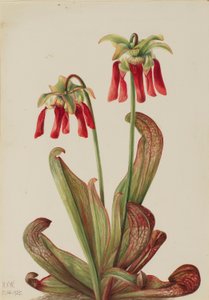 Sarracénie pourpre (Sarracenia psittacina)