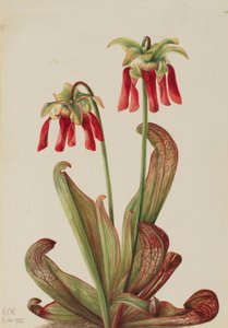 Sarracénie perroquet, 1925 - Mary Vaux Walcott