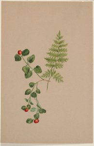 Millepertuis (Mitchella repens) - Mary Vaux Walcott