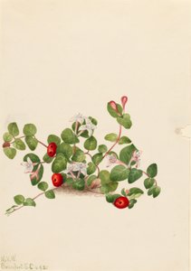 Millepertuis (Mitchella repens) - Mary Vaux Walcott