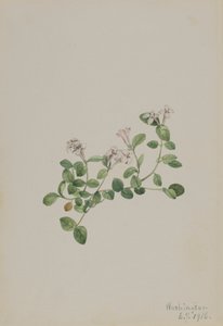 Mitchella repens, 1918 - Mary Vaux Walcott