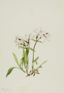 Silène carolinienne - Mary Vaux Walcott
