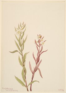 Pedicularis raremosa - Mary Vaux Walcott