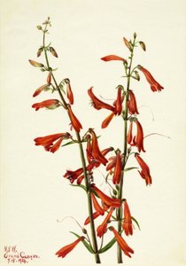 Pentstemon Pentstemon barbatus - Mary Vaux Walcott