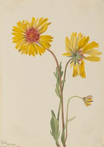 Gaillardia aristata (Gaillardia aristata) - Mary Vaux Walcott