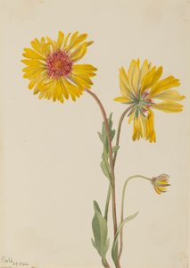 Gaillarde vivace, 1904 - Mary Vaux Walcott