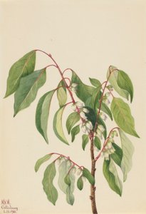 Kaki (Diospyros virginiana)