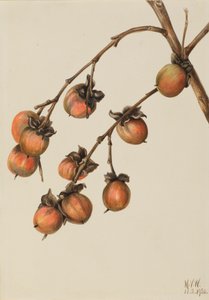 Plaqueminier Diospyros virginiana, 1920 - Mary Vaux Walcott