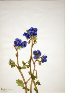 Phacélie Phacelia parryi
