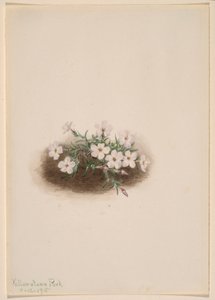 Phlox
