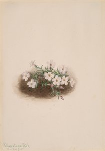Phlox