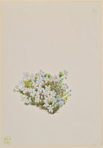 Phlox Phlox caespitosa