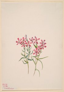 Phlox stansburyi - Mary Vaux Walcott