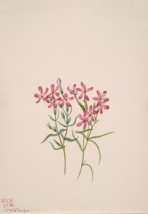 Phlox stansburyi, 1938 - Mary Vaux Walcott