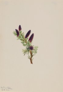 Picea engelmanni - Mary Vaux Walcott