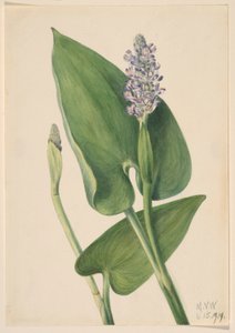 Herbe à poux (Pontederia cordata)