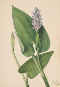 Pontédérie à feuilles cordées