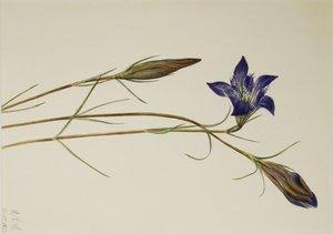 Gentiane de Pinebarren (Gentiana porphyrio) - Mary Vaux Walcott