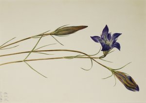 Gentiane des pinèdes, 1923 - Mary Vaux Walcott
