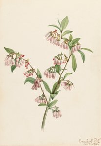 Bleuet des Pinèdes Vaccinium tenellum, 1918 - Mary Vaux Walcott