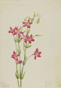 Centaurée rose Centaurium venustum, 1925 - Mary Vaux Walcott