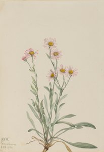 Vergerette rose Erigeron caespitosus, 1921