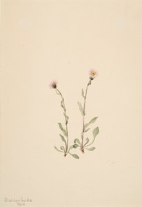 Vergerette rose Erigeron jucundus, 1904 - Mary Vaux Walcott