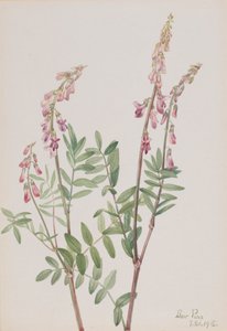 Hedysarum rose