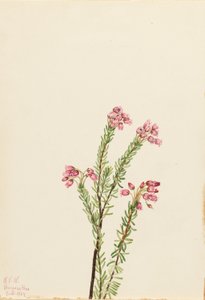Bruyère rose des montagnes (Phyllodoce empetriformis) - Mary Vaux Walcott