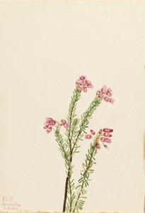 Bruyère des Montagnes Roses - Mary Vaux Walcott