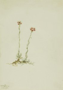 Antenne rose (Antennaria rosea) - Mary Vaux Walcott