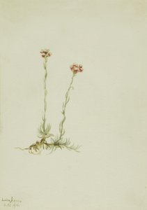 Antennaires roses, 1916 - Mary Vaux Walcott