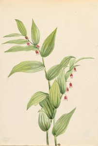 Tige torsadée rose (Streptopus curvipes)