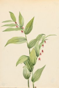 Streptope rose tordu Streptopus curvipes, 1913