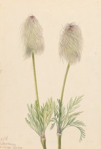 Anémone plume Pulsatilla occidentalis, 1923 - Mary Vaux Walcott