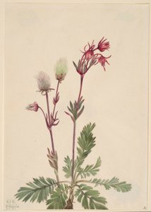 Fumée des prairies (Sieversia ciliata) - Mary Vaux Walcott