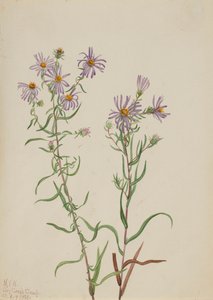 Aster des prairies Aster campestris, 1923