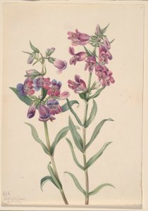 Pentstemon des prairies (Pentstemon erianthera)