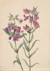 Pentstemon des prairies - Mary Vaux Walcott